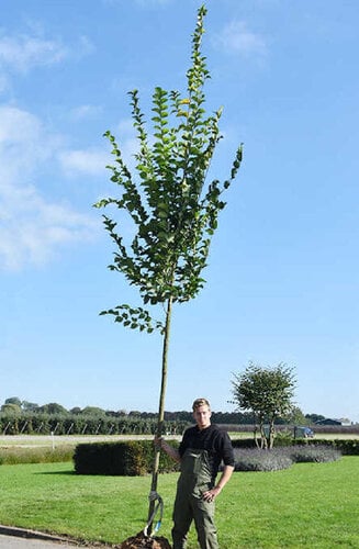 Ulmus - Orme 'Vada' | Haute tige | Hauteurs 400-600 cm | Circonférences 14-25 cm