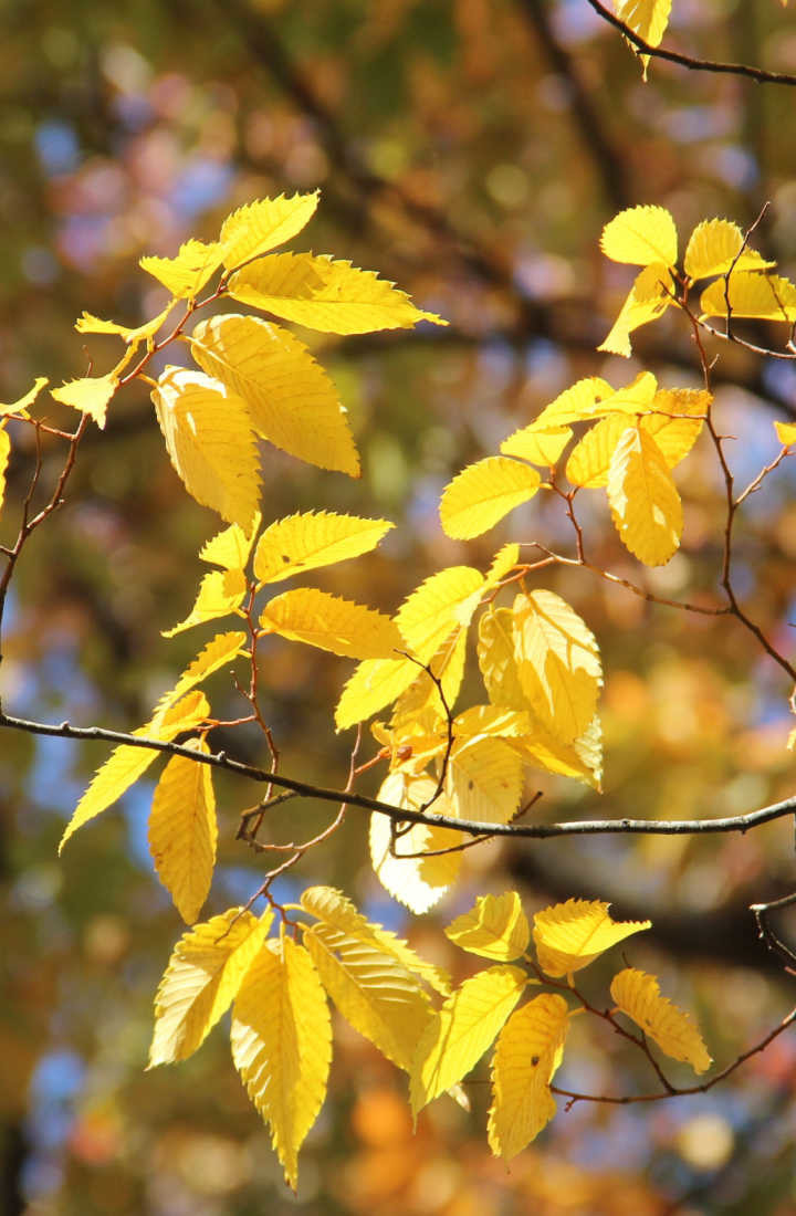Zelkova serrata Orme de Sibérie Chlori — free download