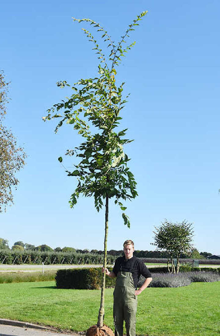Zelkova serrata Orme de Sibérie Chlori — free download