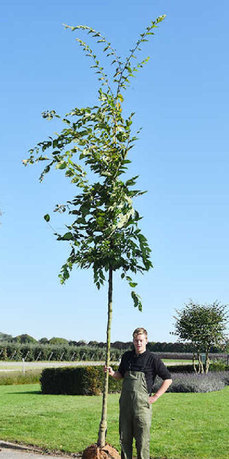 Zelkova serrata - Orme de Sibérie | Haute tige | Hauteurs 400-600 cm | Circonférences 14-25 cm