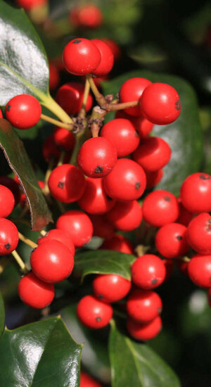 Ilex - Houx 'Nellie R. Stevens' | Haute tige | Hauteurs 275-425 cm | Circonférences 12-20 cm