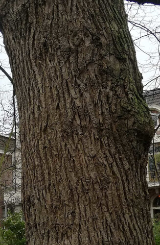 Tilleul - Tilia europaea ‘Pallida’ | Haute tige | Hauteurs 400-600 cm | Circonférences 14-25 cm