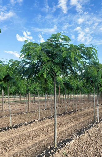 Albizia Julibrissin 'Ombrella' XXL | Arbre à soie | Haute tige | Hauteurs 275-350 cm | Circonférences 16-20 cm