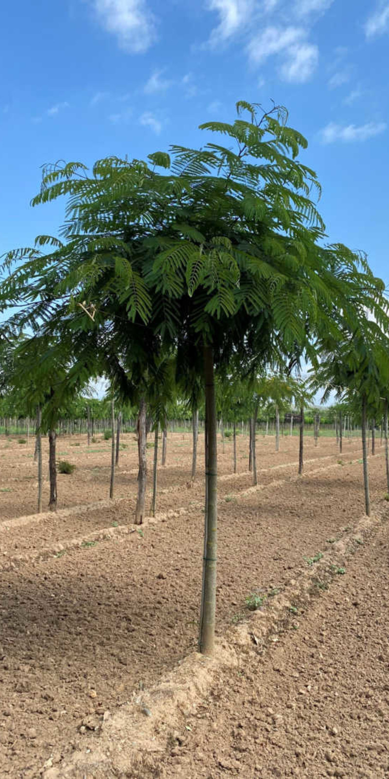 Albizia Julibrissin 'Ombrella' XXL | Arbre à soie | Haute tige | Hauteurs 275-350 cm | Circonférences 16-20 cm