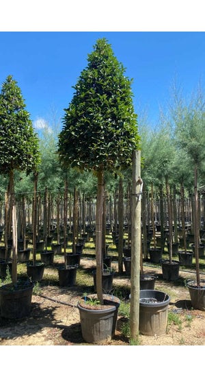 Photinia fraseri 'Red Robin' XXL à partir de  hauteur 300 cm