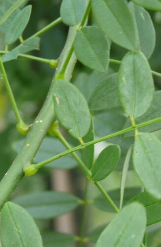 Sophora Japonica - du Japon | Haute tige | Hauteurs 400-600 cm | Circonférences 14-25 cm