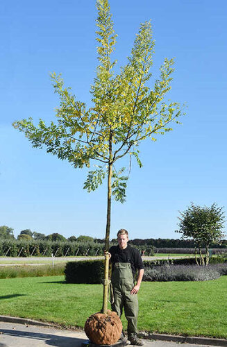 Sophora Japonica - du Japon | Haute tige | Hauteurs 400-600 cm | Circonférences 14-25 cm