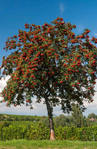 Sorbus Aucuparia | Sorbier des Oiseaux | Haute tige | Hauteurs 400-600 cm | Circonférences 14-25 cm