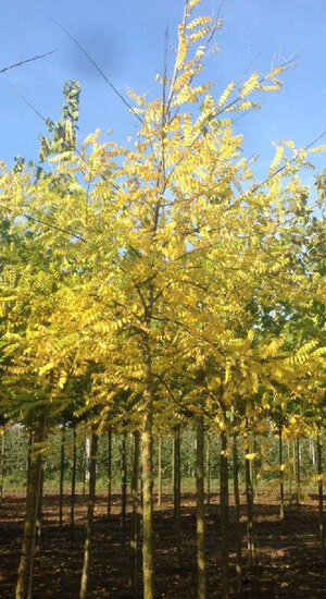 Sophora Japonica - du Japon | Haute tige | Hauteurs 400-600 cm | Circonférences 14-25 cm
