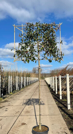 Photinia fraseri 'Red Robin' palissé | Persistant | Hauteur tronc 180-200 cm| Espalier 120 x 150 cm Photinia fraseri 'Red Robin' palissé | Persistant | Hauteur tronc 180-200 cm| Espalier 120 x 150 cm