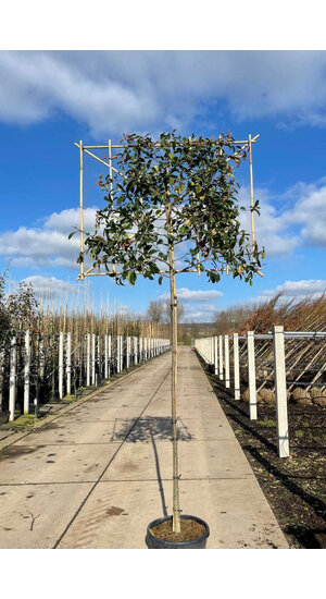 Photinia fraseri 'Red Robin' palissé | Persistant | Hauteur tronc 180-200 cm| Espalier 120 x 150 cm Photinia fraseri 'Red Robin' palissé | Persistant | Hauteur tronc 180-200 cm| Espalier 120 x 150 cm