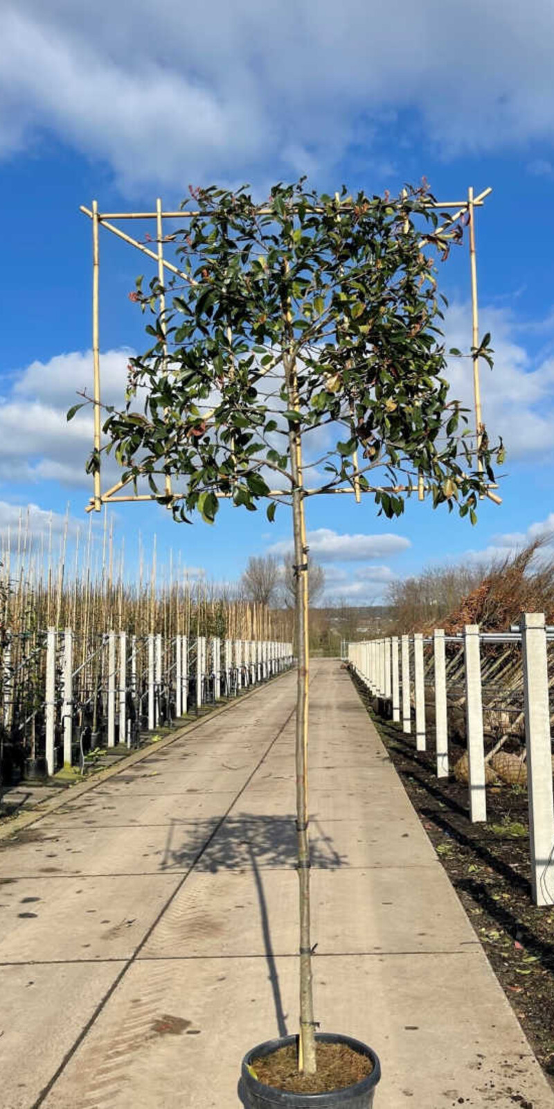 Photinia fraseri 'Red Robin' palissé | Persistant | Hauteur tronc 180-200 cm| Espalier 120 x 150 cm