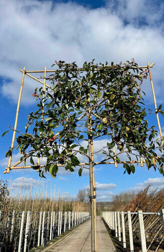 Photinia fraseri 'Red Robin' palissé | Persistant | Hauteur tronc 180-200 cm| Espalier 120 x 150 cm