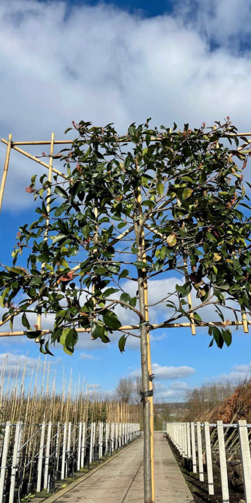 Photinia fraseri 'Red Robin' palissé | Persistant | Hauteur tronc 180-200 cm| Espalier 120 x 150 cm