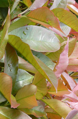 Photinia fraseri 'Red Robin' palissé | Persistant | Hauteur tronc 180-200 cm| Espalier 120 x 150 cm