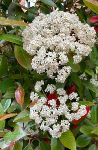 Photinia fraseri 'Red Robin' palissé | Persistant | Hauteur tronc 180-200 cm| Espalier 120 x 150 cm