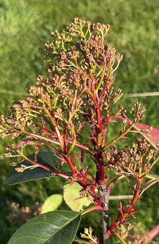Photinia fraseri 'Red Robin' | Haute tige |