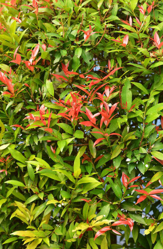 Photinia fraseri 'Red Robin' | Haute tige |