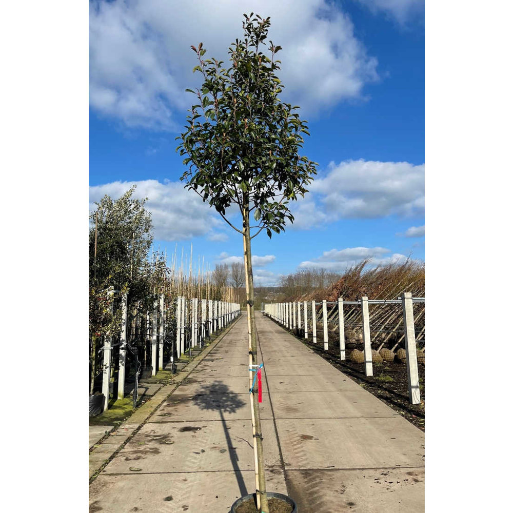 shishito plant Pepper 'Shishito' — Green Acres Nursery & Supply main image 1