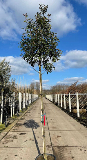 Photinia fraseri 'Red Robin' | Haute tige |