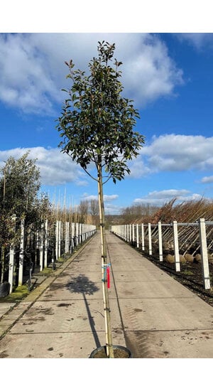 Photinia fraseri 'Red Robin' | Haute tige | à partir de:  hauteur 175 cm - circonférence 8 cm