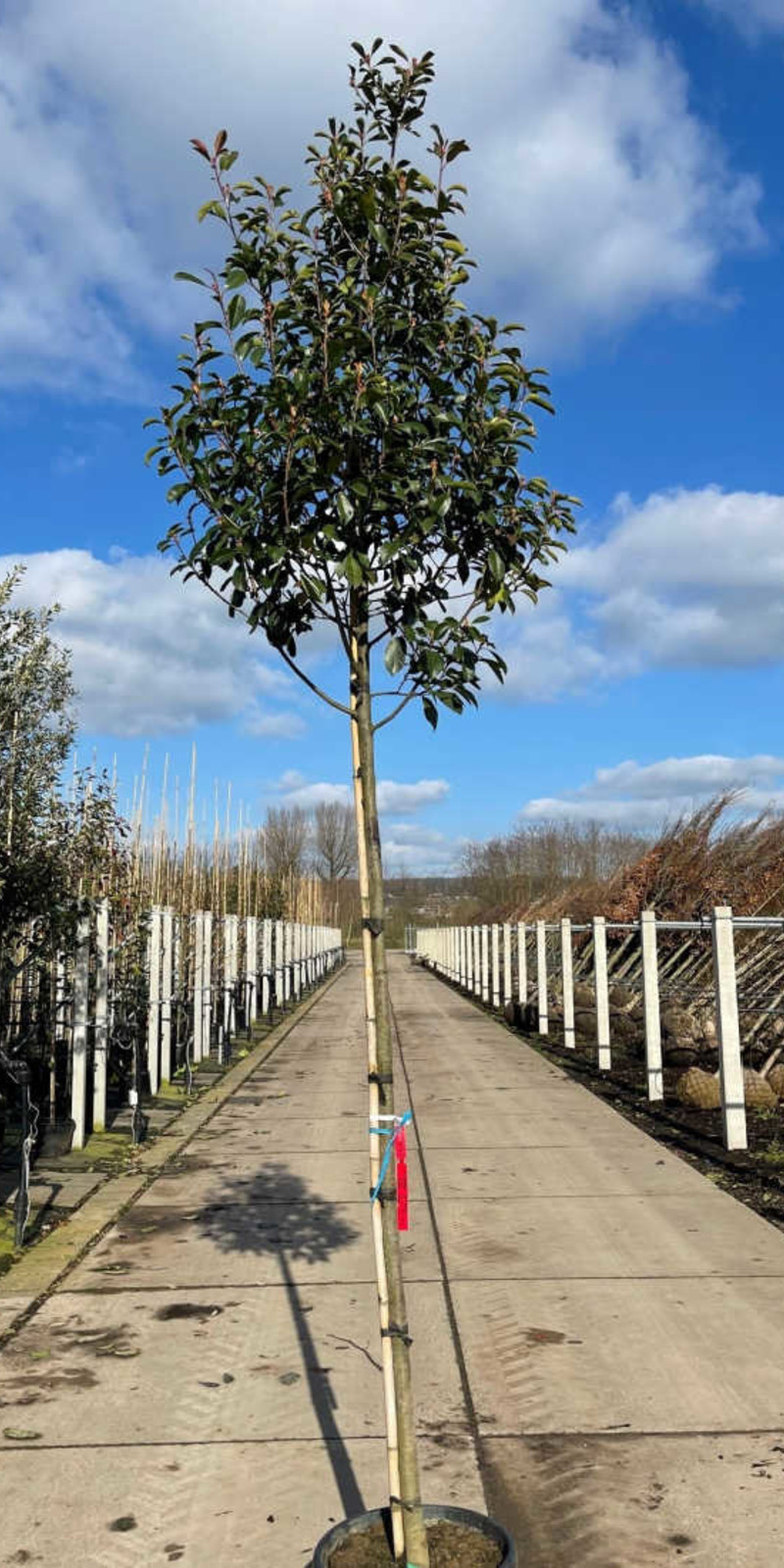 Photinia fraseri 'Red Robin' | Haute tige |