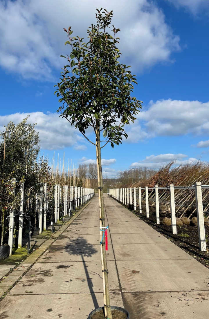 Photinia fraseri 'Red Robin'