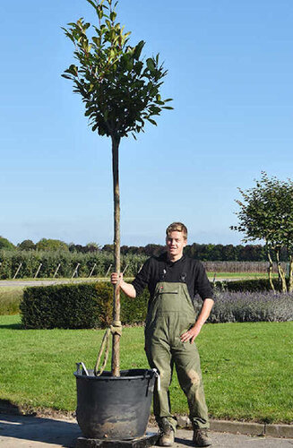 Photinia fraseri 'Red Robin' | Haute tige |
