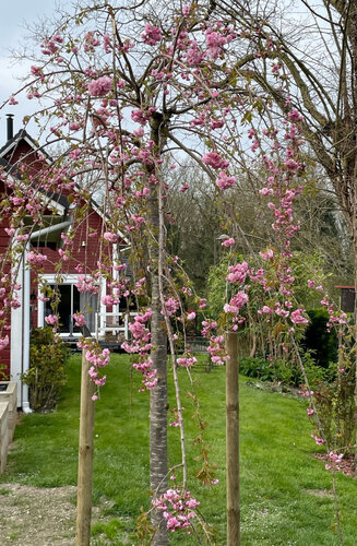 Prunus 'Kiku-shidare-zakura' | Cerisier Pleureur | Hauteur 250-300 cm | Circonférences 12-25 cm