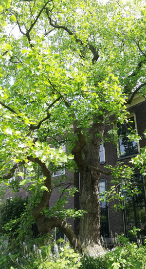 Liriodendron tulipifera | Tulipier de Virginie
