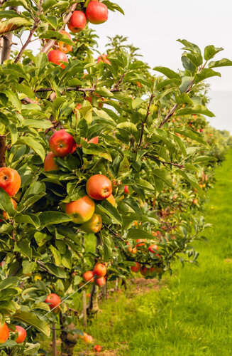 Malus Domestica | Pommier Elstar | Haute tige