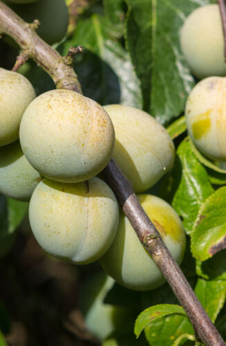 Prunus Domestica | Prunier 'Reine Claude' | Demi-tige