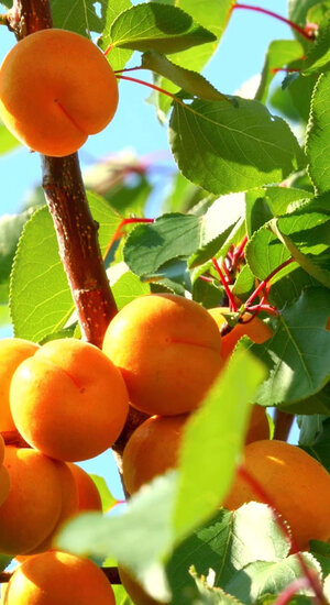 Prunus Domestica | Prunier 'Mirabelle de Nancy' | Demi-tige
