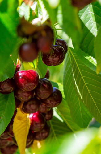 Prunus Avium | Cerisier 'Kordia' | Demi-tige