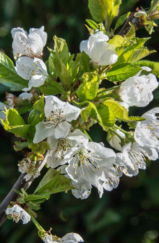 Prunus Avium | Cerisier 'Bigarreau Burlat' | Demi-tige