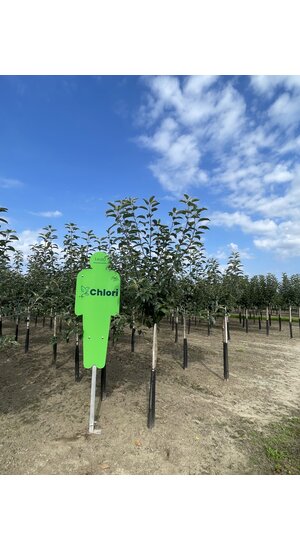 Malus Domestica | Pommier Boskoop Rouge | Demi-tige