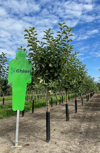 Malus Domestica | Pommier Elstar | Demi-tige