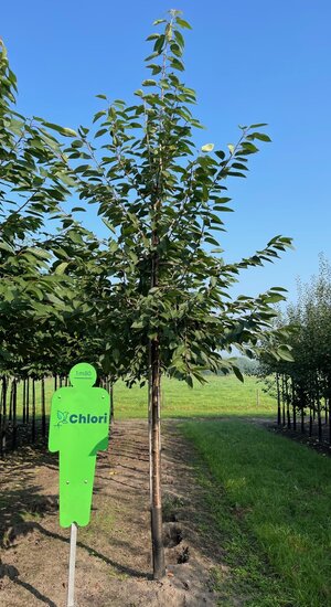 Prunus Avium | Cerisier 'Early Rivers'| haute-tige