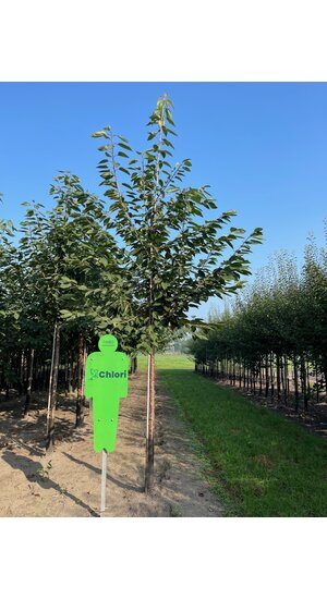 Prunus Avium | Cerisier 'Bigarreau Burlat' | Haute-tige