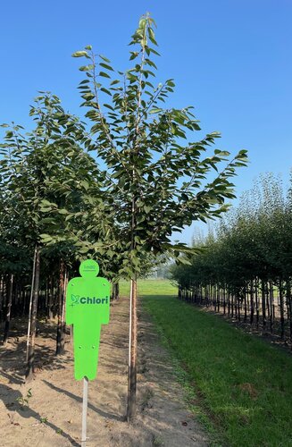 Prunus Avium | Cerisier 'Bigarreau Burlat' | Haute-tige