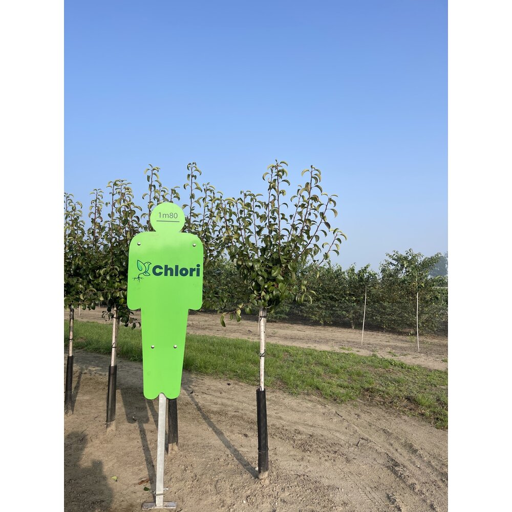 Poirier Beurre Hardy demi tige Chlori