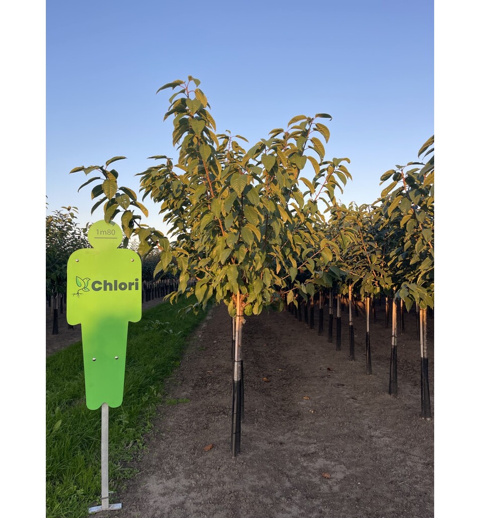 Cerisier Prunus Avium 'Burlat' - Arbre En Pot 120cm, Fruits Précoces Sucrés, Hauteur Adulte 1,50m à 2m