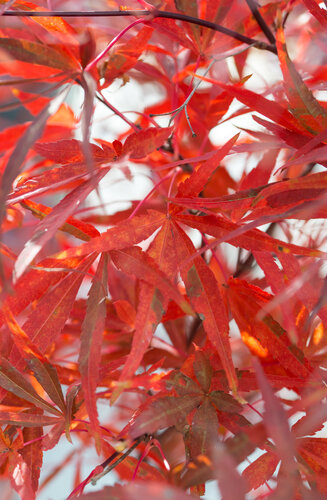 Acer Palmatum Atrolineare  |  Erable du Japon  |  Hauteurs 150-175 cm