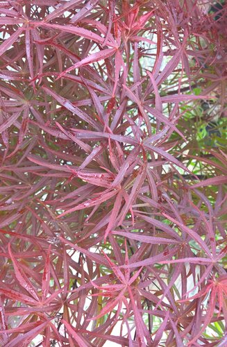 Acer Palmatum Atrolineare  |  Erable du Japon  |  Hauteurs 150-175 cm