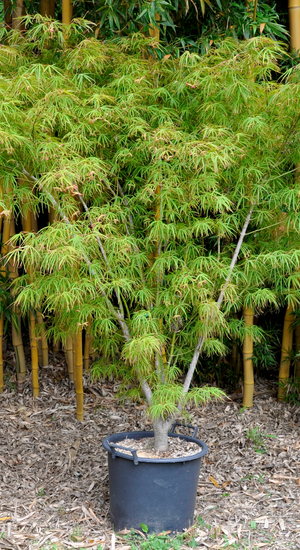 Acer Palmatum Atrolineare  |  Erable du Japon  |  Hauteurs 150-175 cm