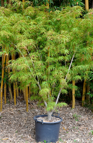 Acer Palmatum Atrolineare  |  Erable du Japon  |  Hauteurs 150-175 cm