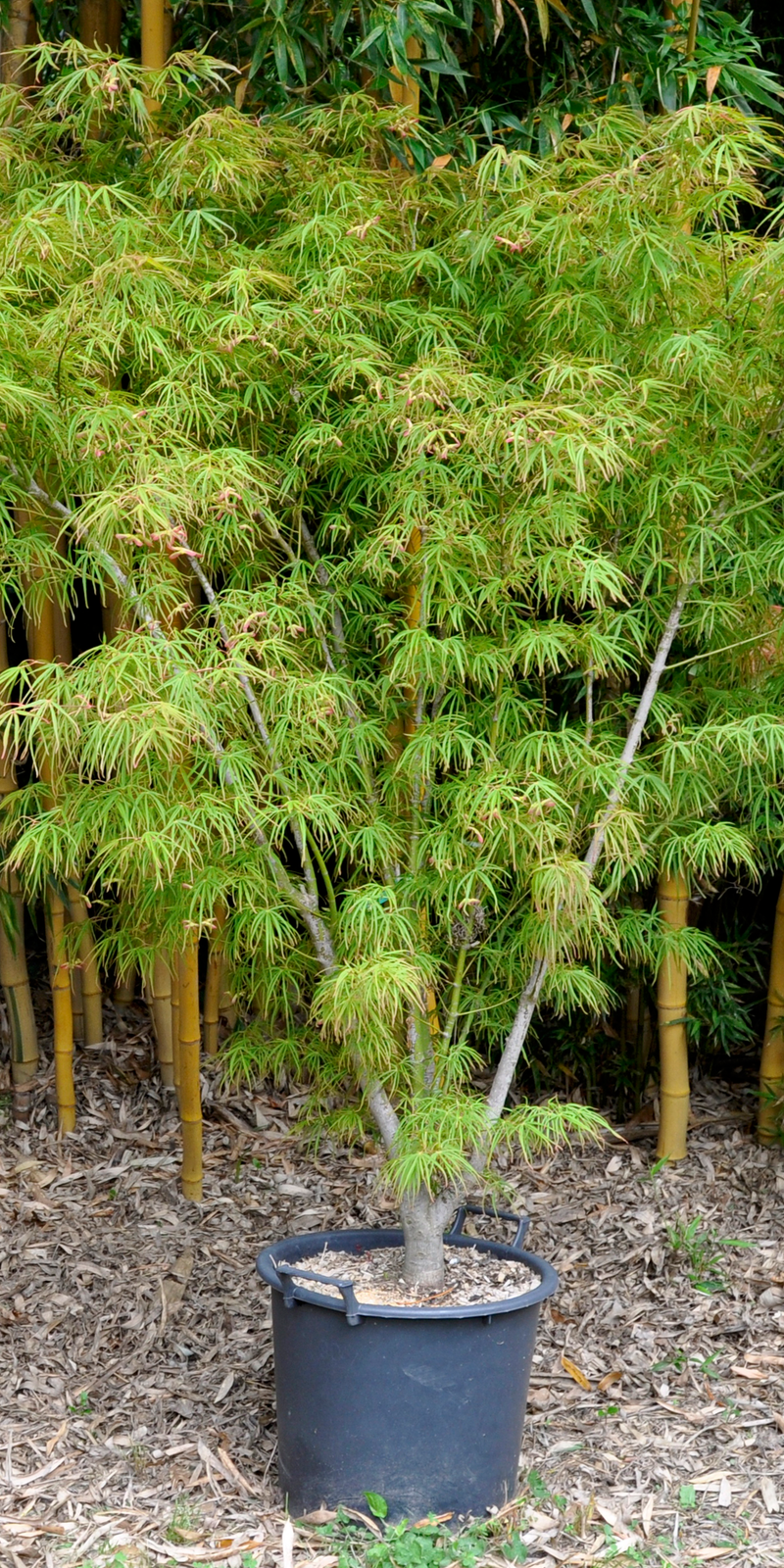 Acer Palmatum Atrolineare  |  Erable du Japon  |  Hauteurs 150-175 cm