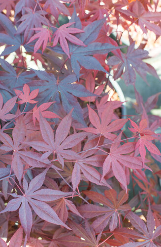 Acer Palmatum Bloodgood  |  Erable du Japon  |  Hauteurs 150-200 cm