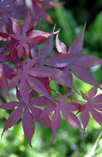 Acer Palmatum Bloodgood  |  Erable du Japon  |  Hauteurs 150-200 cm