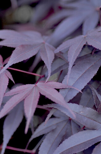 Acer Palmatum Bloodgood  |  Erable du Japon  |  Hauteurs 150-200 cm